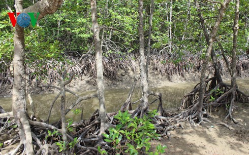 Natural beauty of Can Gio primeval mangrove forest  - ảnh 1